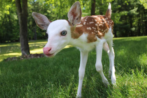 Piebald Fawn Rejected By Mother Being Cared For On Farm – InkFreeNews.com