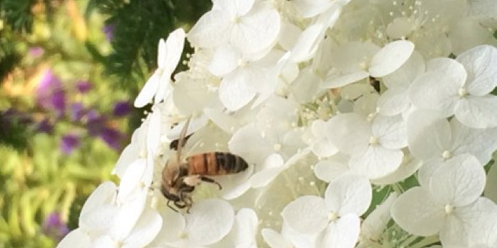 flowers with bee