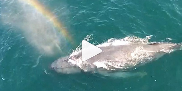 whale spouting rainbow