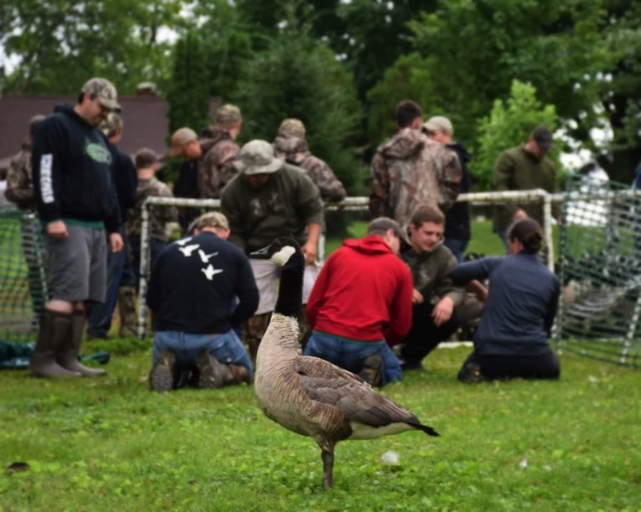 Members of the Wawasee DU chapter help to band geese. 