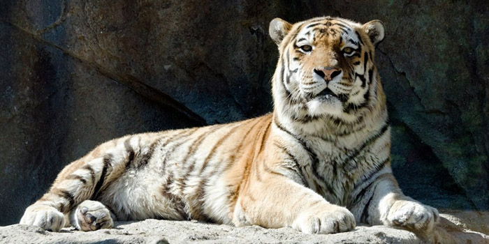 Potawatomi Zoo tiger Flash