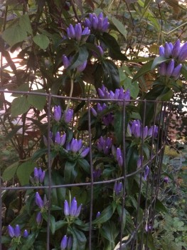 Bottle closed top Gentian