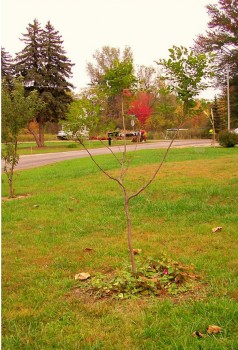 From the Golden Raintree in the foreground, crabapple at the left and on the fair right a bush, is how far the garden will go. The road is the edge of the property.