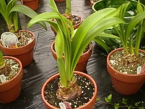 Amaryllis bulbs