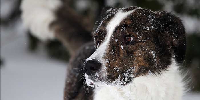 Indianapolis pet owners must bring their dogs indoors during extreme temperatures.