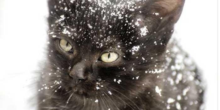 Animals suffer in these cold temperatures as well.