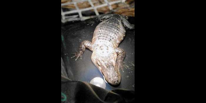 A 6 foot alligator was found in a Chicago home this weekend