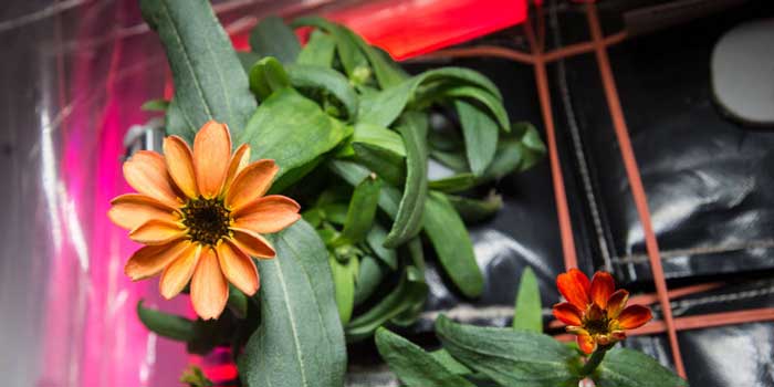 The zinnia grown on the ISS 