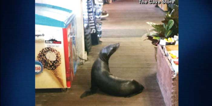 The sea lion that broke into the La Jolla store