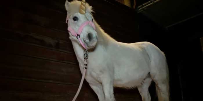Juliette the pony