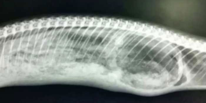 An X-Ray showing the Python with his teddy bear meal