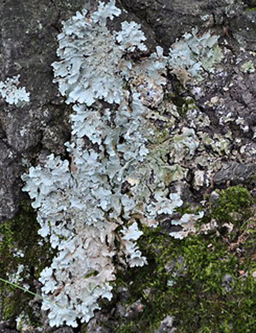 Lichen1