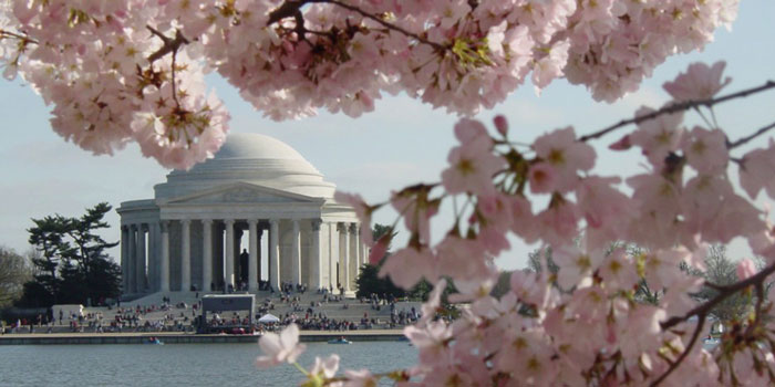 Some of the famous cherry blossoms blooming in 2014