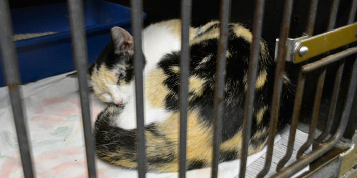 Calico cat napping at the Animal Welfare League (Photos by Marc Eshleman)