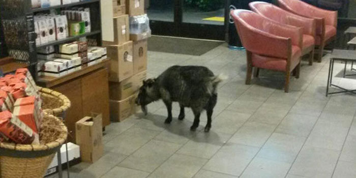 Millie the goat starts munching on boxes