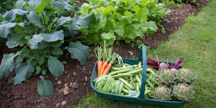 Warsaw Community Public Library will host a gardening program to teach the details of growing your own garden.