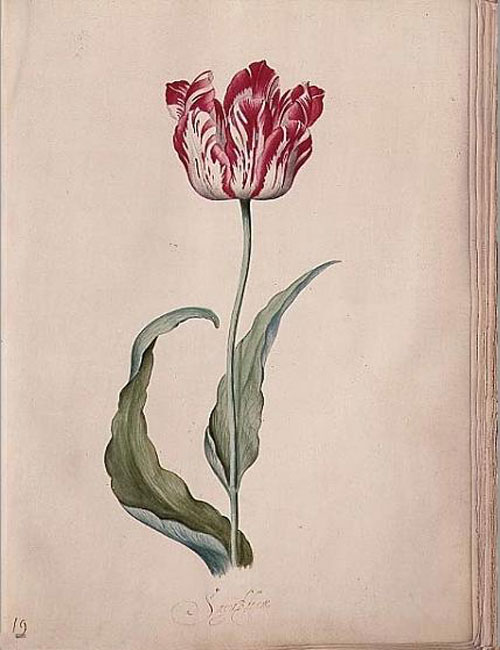 Dutch artist Leyster paints a spring tulip. 