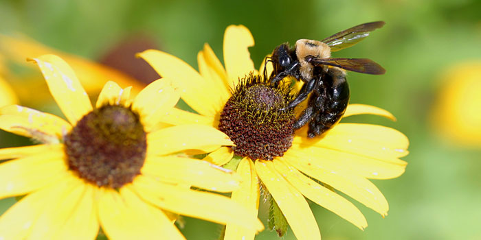 A bee pollinates a Black-Eyed Susan.