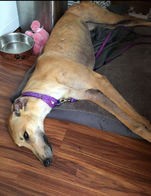 "Nessie" rests on a cushion at her new foster home.