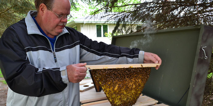 Stan Ide checking honeybees in his top-bar hive