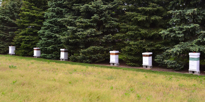 Honeybee box hives