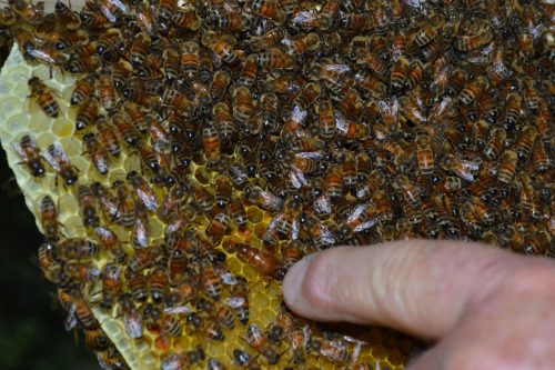 The queen bee of the top-bar hive