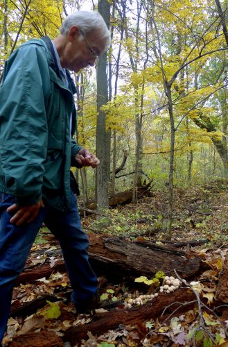 Luke Hunt notes wild mushrooms growing on Heritage Trail.