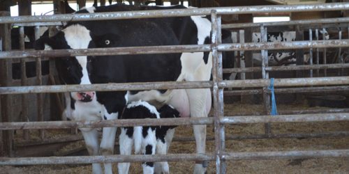 Cow with newborn calf