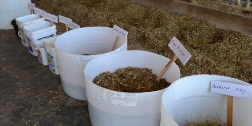 Dairy cattle feed components.