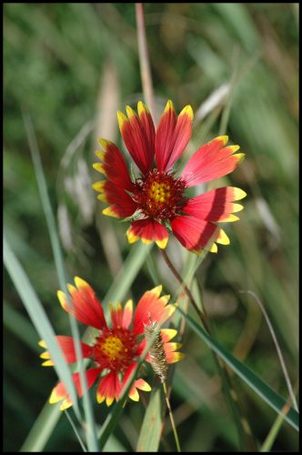INDIAN BLANKET — Take a walk through Wildwood’s restored prairie and you may see one of these Indian blanket wildflowers. They are found as far southwest as Oaxaca, Mexico. (Photo by Shane Perfect)