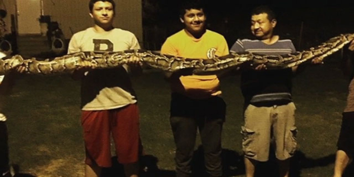 Oklahoma 14 foot python