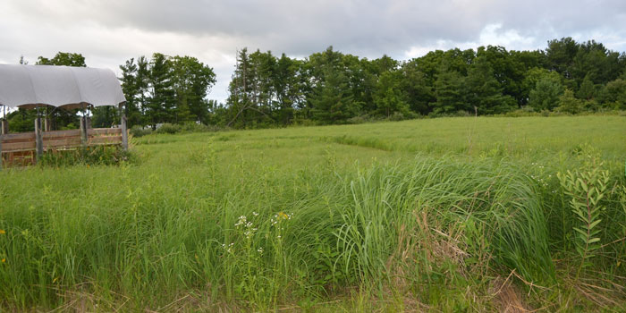 Prairie land at Koinonia. This land does not feature a lot of flower species for pollinators, but is an example of land restored with native plants.