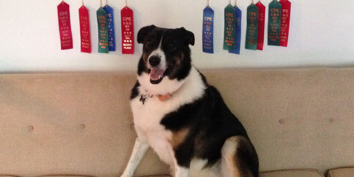 Bella poses with her collection of ribbons. (Photos provided)