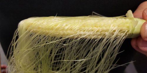 An image showing silks attached to kernels on an ear of corn. (Photo provided)