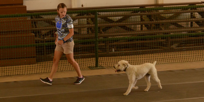 Baxster faithfully follows Gracie Revere around the arena, off-leash.