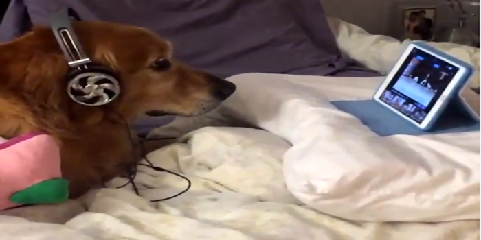 Dog scared of fireworks watches dog videos
