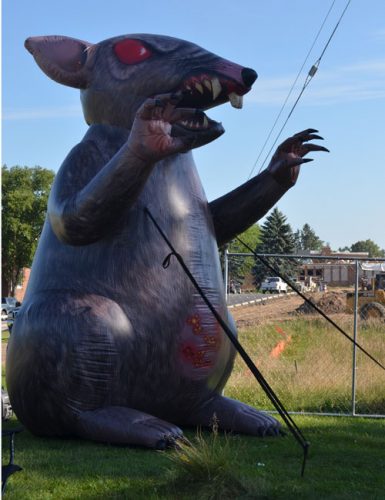 "Scabby" the inflatable rat mascot stands next to the construction zone.