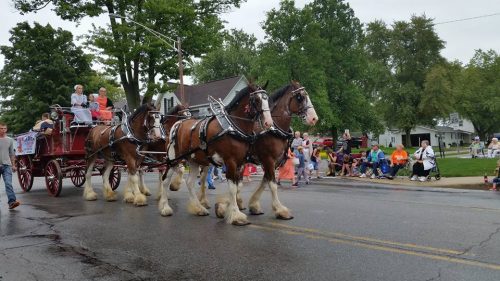 Clydesdales were part of the procession during the Nappanee Apple Festival parade on Saturday, Sept. 17.