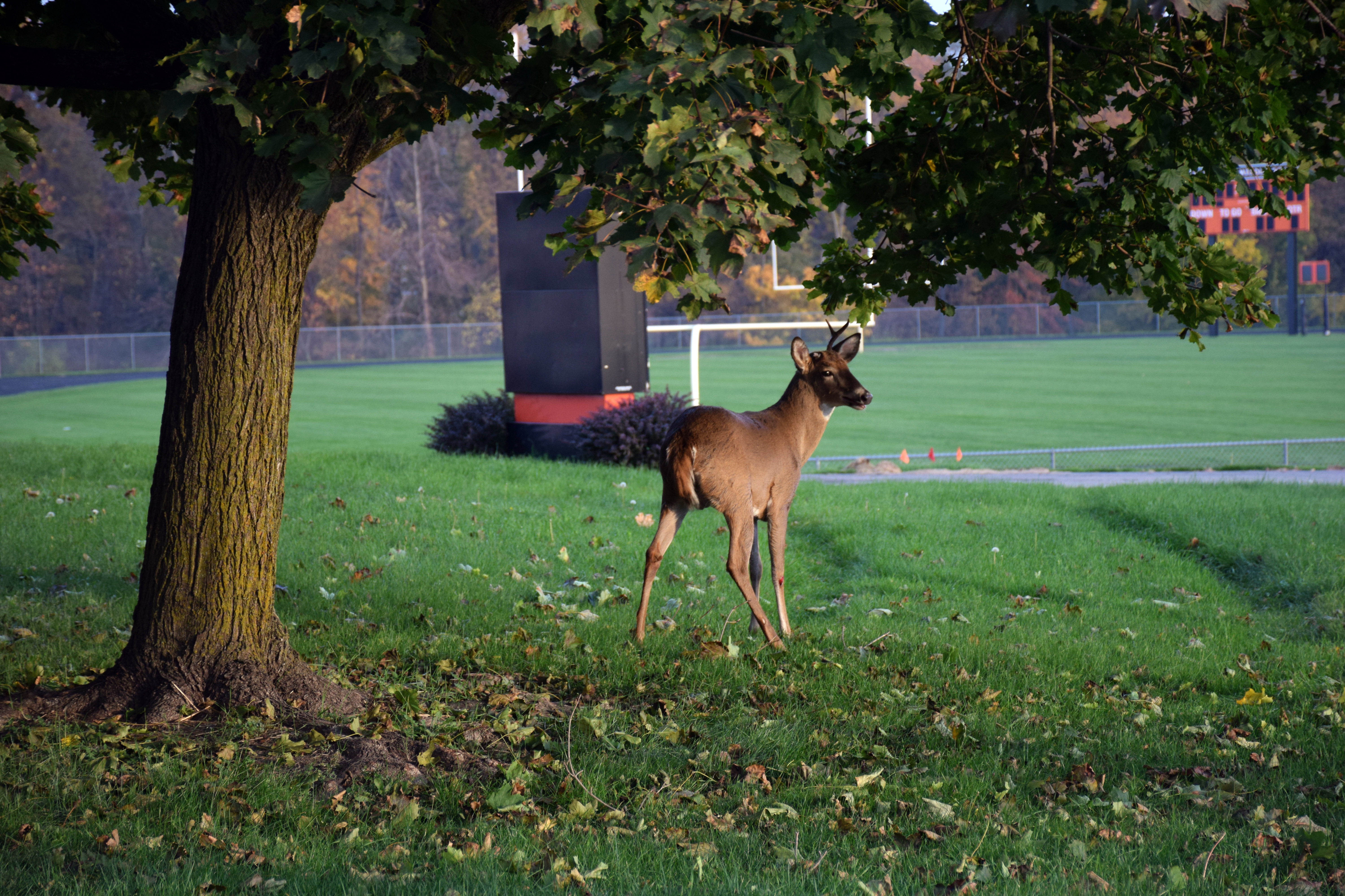 The deer stood up and ran off into nearby woods, appearing to be unhurt.