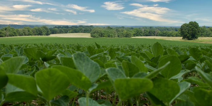 Brazilian Soybean Farmers Gain Ground, US-China Trade Tensions Escalate