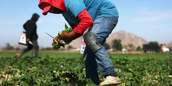 Trump Eases Farm ICE Raids, Allows More Foreign Ag Workers