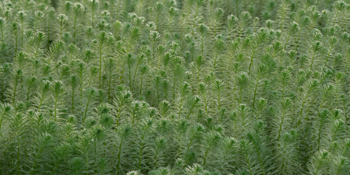 Federal Delta-8 THC Ban To Impact Indiana’s Growing Industry