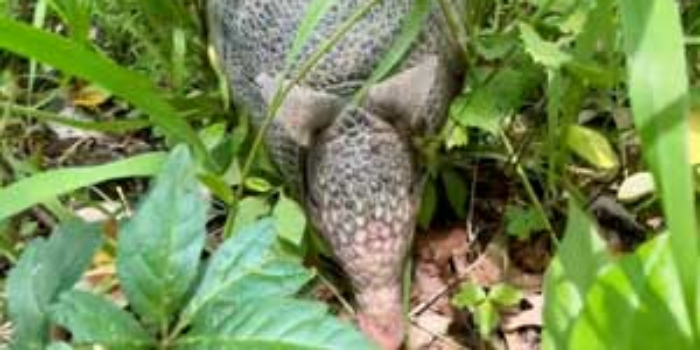 Armadillos and More in Indiana