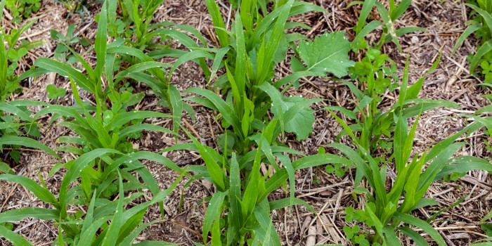 Cover Crop Premium Discount Program available for Hoosier farmers, new pre-enrollment available