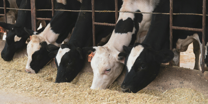 Indiana Bill Fast-Tracks Confined Feeding Operations