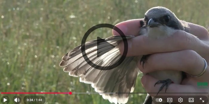 Indiana Nongame Wildlife Fund Supports Conservation Efforts