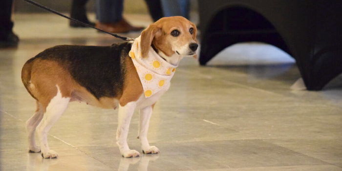 Beagles Visit Statehouse To Make Case For Research Adoption Bill