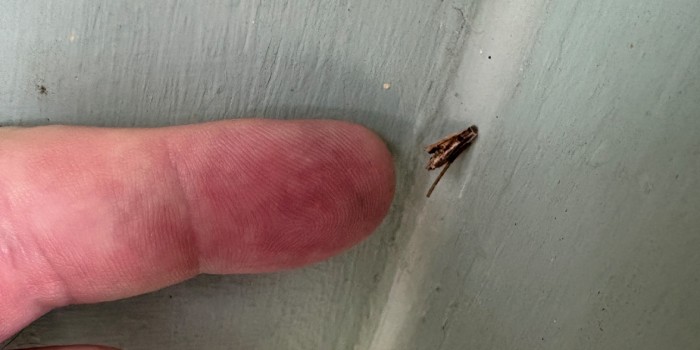 Now is the time to look for bagworms in your landscape